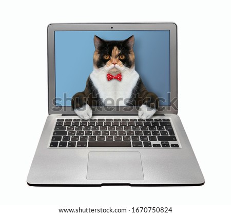 The multicolored smart cat is coming out from the notebook screen and typing on a keyboard. White background. Isolated.