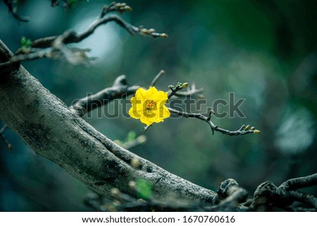 Yellow apricot tree with a single blooming flower