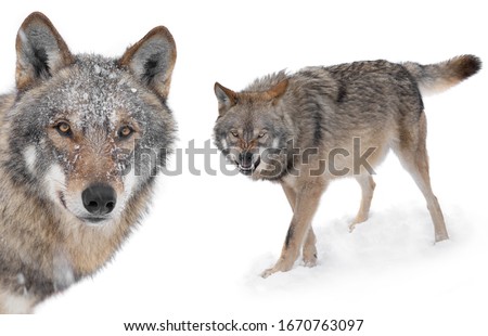 Collage of wolves in winter isolated on a white background.