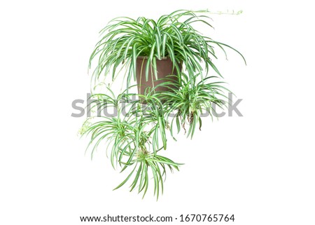 Spider Plant or Chlorophytum bichetii (Karrer) Backer in brown pot isolated on white background included clipping path. Royalty-Free Stock Photo #1670765764