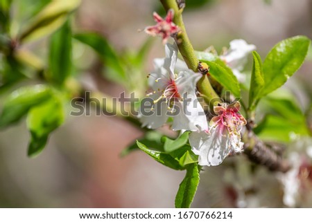 Almond (Prunus dulcis) plant flowers close-up photo