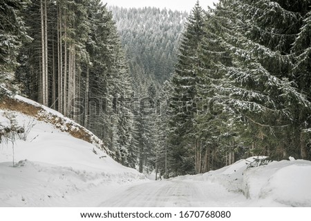 Storm, Muddy pathway in snowy forest
