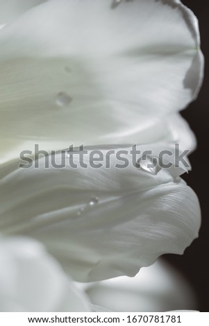petals of white tulips macro with drops of water