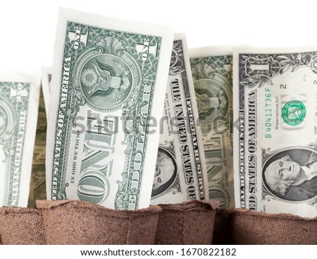 cash American banknotes - dollars lie in paper disposable pots for seedlings, close-up agriculture, concept photo