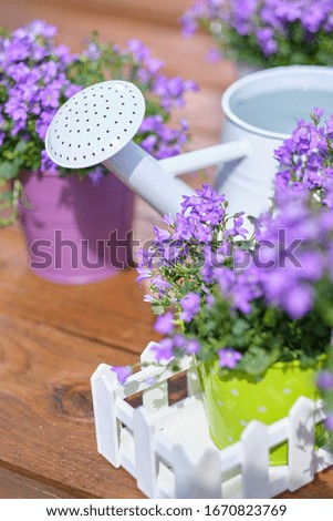 Gardening tools and spring flowers on the terrace in the garden