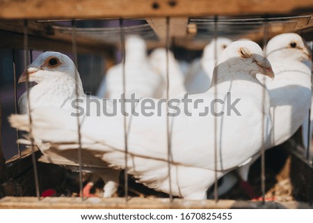 White domestic pigeons sit in a makeshift wooden cage. Beautiful birds locked up. Photography, concept. Wedding surprise.