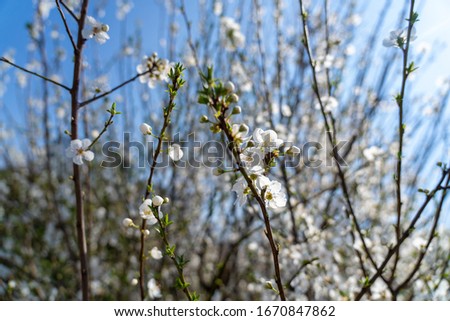 Cherry blossoms against blue photos