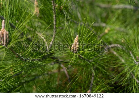 Pine tree branches in nature closeup