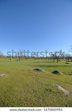 Oak pasture in spring in Aceituna, Extremadura