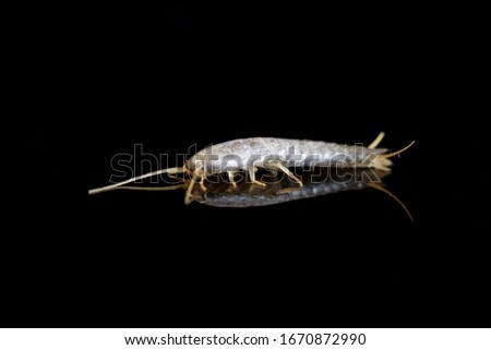 Silverfish on black background with reflection