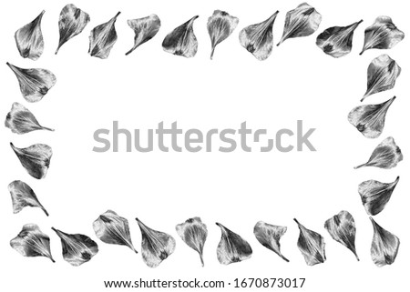 Silver flower petals picture frame isolated close up, white background, decorative gray metal floral border, ornamental foliage pattern, white shiny metallic leaves, vintage design element, copy space