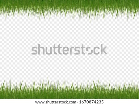 Green vector isolated grass on white background.  Spring or summer plant lawn. Photo realistic grass on a transparent background.