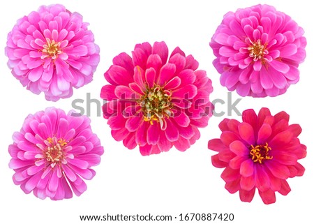 Pink color chrysanthemums as background picture.flower on clipping path.