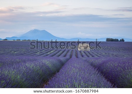 Lavender Field during Sunrise against Mountain with a small House in the field, Provence, France