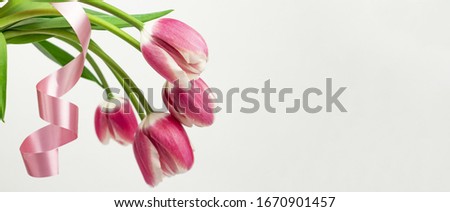 tulips flower.
Pink tulips with a pink ribbon on a light background. Banner. place for text