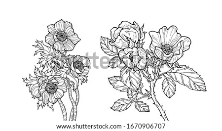 Anemone and wild rose. Vector. Coloring book page for adults. Hand drawn artwork. Love, bohemian concept for wedding invitation, card, branding, boutique logo label. Black and white. 