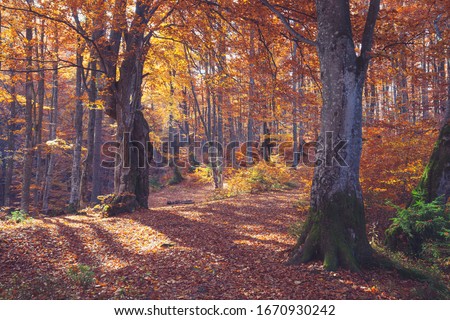 Autumn forest nature. Vivid morning in colorful forest with sun rays through branches of trees. Scenery of nature with sunlight Royalty-Free Stock Photo #1670930242