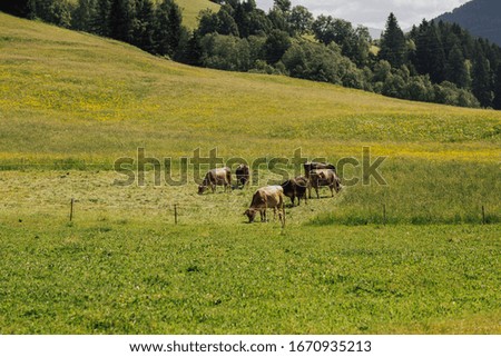 Cows in a green meadow with green trees and mountain on background, blue sky. Italy. Spotted cows grazing on lush green grass in Alps with forested hill in the background.
