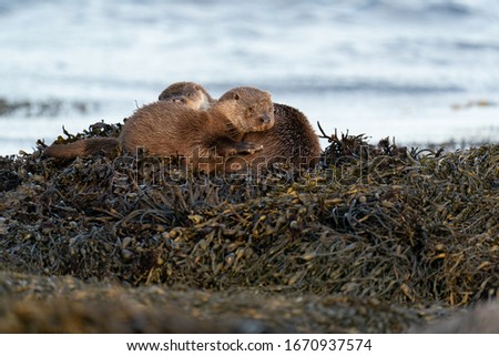 European Otter (Lutra lutra) mother and cub sleeping on a bed of kelp and drying out after swimming Royalty-Free Stock Photo #1670937574