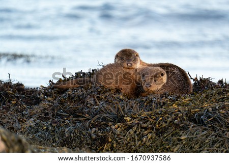 European Otter (Lutra lutra) mother and cub sleeping on a bed of kelp and drying out after swimming