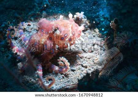 Blue rings octopus. The most dangerous underwater  octopus. Indian ocean. Indonesia. Asia