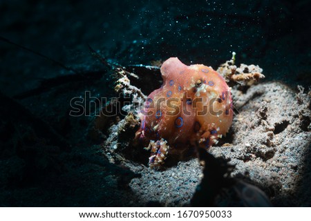 Blue rings octopus. The most dangerous underwater  octopus. Indian ocean. Indonesia. Asia
