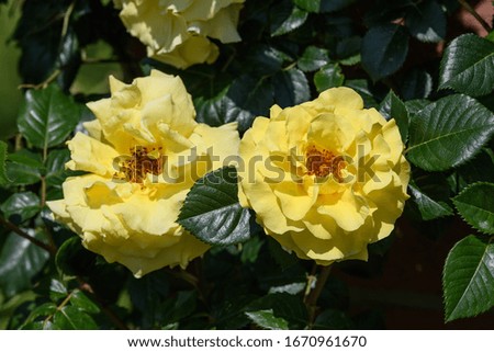 Close up on two delicate fresh vivid yellow roses and green leaves in a garden in a sunny summer day, beautiful outdoor floral background photographed with soft focus
