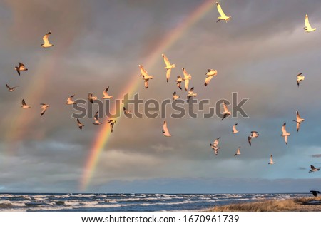 Birds over a Baltic Sea Beach on a Sunny Day with Rainbow Royalty-Free Stock Photo #1670961739