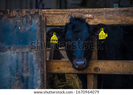 Yorkshire farmyard scenes, livestock photography in Yorkshire, England