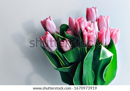 bouquet of pink tulips on a light background. lots of cut flowers in the sunlight