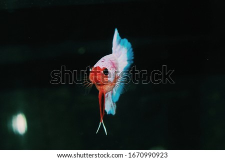 The moving moment beautiful of yellow half moon siamese betta fish or dumbo betta splendens fighting fish in thailand on black background. Thailand called Pla-kad or big ear fish.

