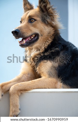 Close up picture of guard dog sitting in front of house background, Thai dog, Watchdog concept