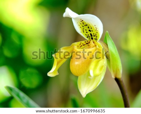 Paphiopedilum Exul  orchid in garden,Lady's slipper orchid .
