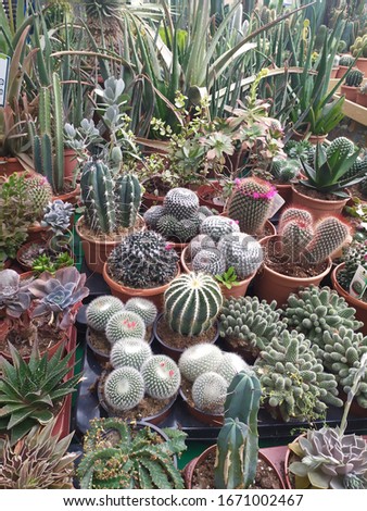 A lot of beautiful green cactus