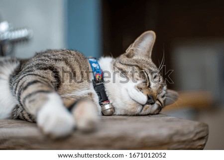 Portrait of striped cat sleeping on wooden tray, close up Thai cat