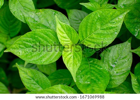 Fresh green leaves shot from above, nature stock image, India. Pattern of nature.