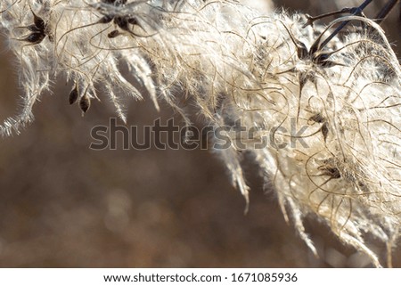 seed heads with silky appendages of clematis vitalba,  "old man's beard". high quality picture for poster. blurred background. photo for interior design 