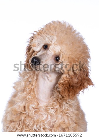 Cute toy poodle puppy portrait. Image taken in a studio with white background.