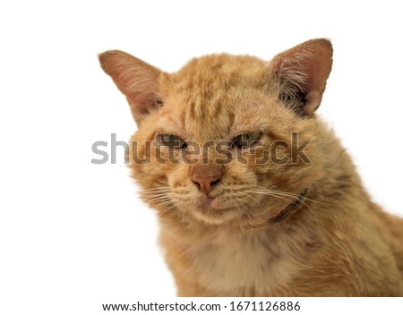 Portrait picture An old shabby cat with a sore ear and face, Isolate on white background for your design