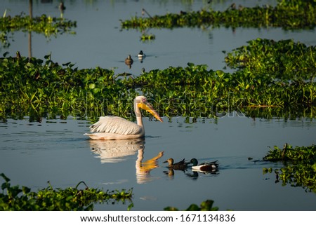 Great white pelican swimmng in the lake to find foos at morning