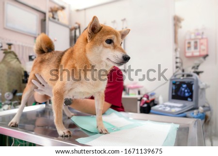 Veterinary concept. The Shiba Inu dog is waiting for the doctor in the ultrasound examination room. The doctor is examining the womb of shiba Inu mother dog. Veterinarian doing ultrasound and analyze Royalty-Free Stock Photo #1671139675
