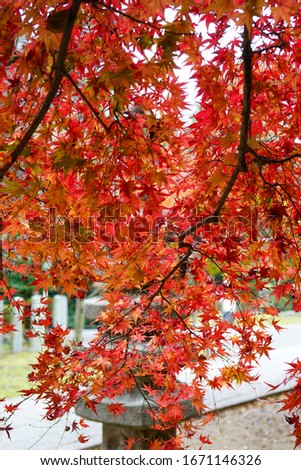 Japanese maple that turned red in autumn