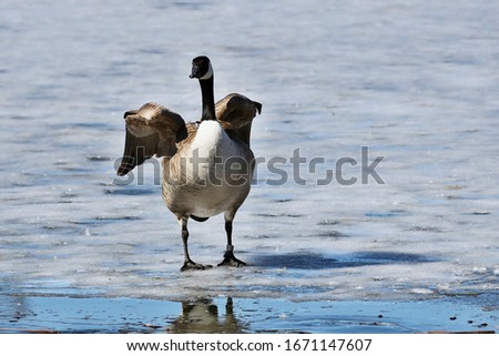The Canada goose is a large wild goose species with a black head and neck, white cheeks, white under its chin, and a brown body. Native to arctic and temperate regions.
