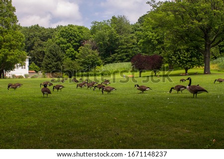 Photo of the canadian gees enjoy the vast grass of public park. 