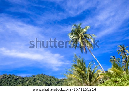 Palm trees and blue sky. as summer on nature background