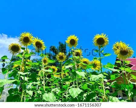The beautiful sunflower at the garden with a clear blue sky background. Fresh sunflower in the morning with blurred background. Concept of a good day. A blooming of sunflowers in the daylights. Bees.