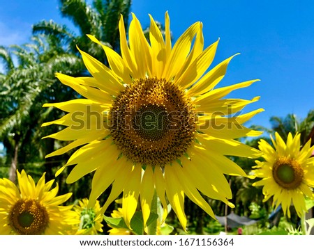 The beautiful sunflower at the garden with a clear blue sky background. Fresh sunflower in the morning with blurred background. Concept of a good day. A blooming of sunflowers in the daylights. Bees.