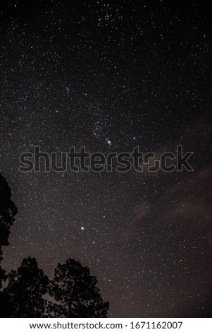 Starry sky with trees and contrast