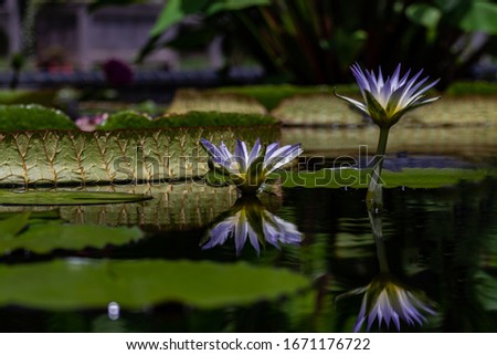 Nymphaea ampla – White Water Lily The plant occurs throughout the Mayan lowlands in southern Mexico.