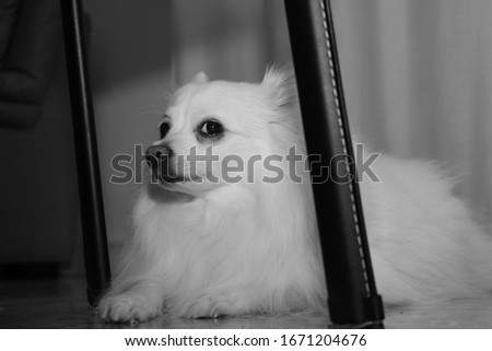 a dog sitting under a chair